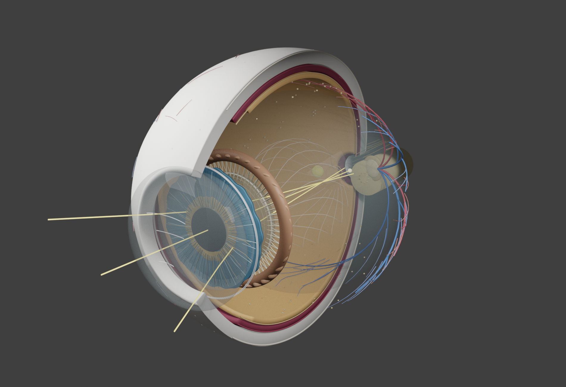 3D Eye Anatomy and Image Formation
