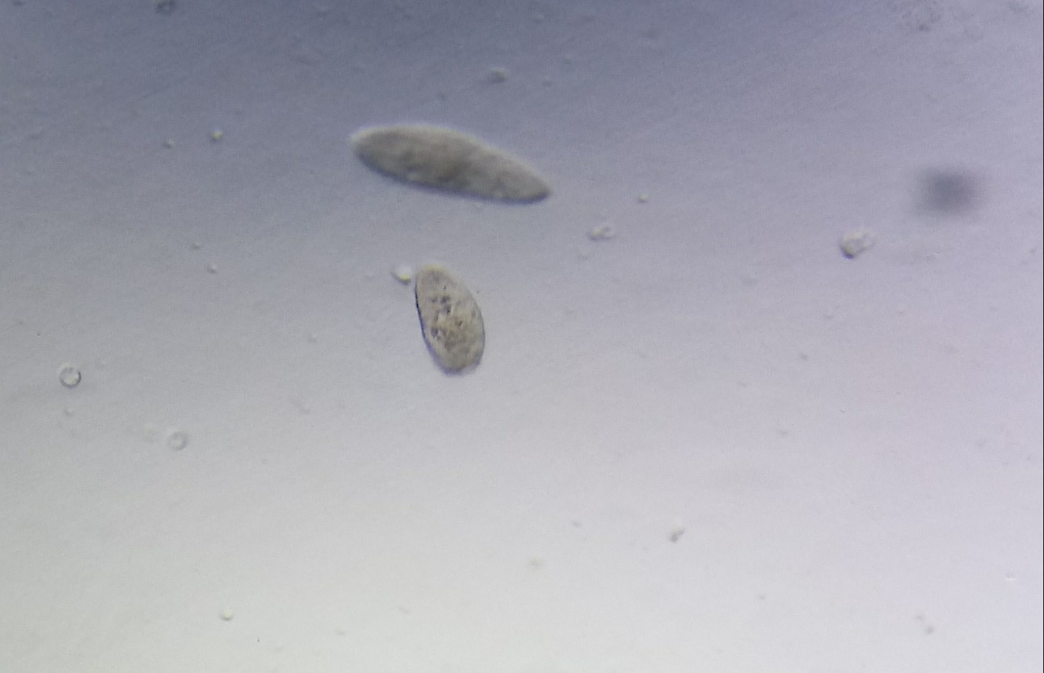 草履虫真实显微照片